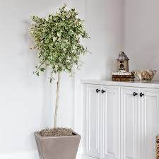 Image result for Ficus tesselata