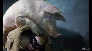 Pig Porn - Animal Sex Video