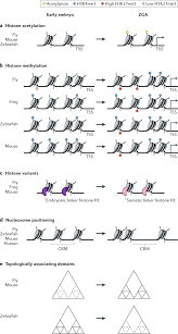 Whether the stink bugs you're trying to repel will hurt and then there's a digital insect repellent: Mechanisms Regulating Zygotic Genome Activation Nature Reviews Genetics