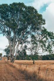 Beautiful Boonah A Place Of Warmth And Simplicity Australia Boonah Brisbane Brisbanedaytrips Discoverqueensland Qld Explore Day Trips Scenic Day Trip