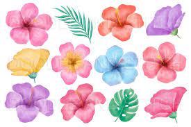 Tropical Flower Watercolor Flower Illustrations By Doodle Art Thehungryjpeg C Watercolor Flower Illustration Doodle Art Flowers Tropical Flowers Illustration