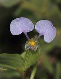 Image result for Commelina petersii