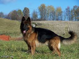 Wolf Lake Gallery Long Haired German Shepherd Kennel German Shepherd Kennels Long Haired German Shepherd German Shepherd