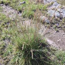 Image result for Trachypogon