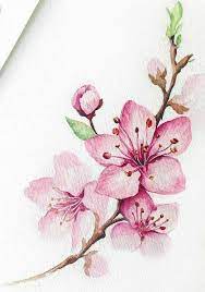 Cherry blossom sakura flowers pink red white brown black tree flower watercolor painting art we are here and offer you something pretty and stylish all the time. Pink Flowers Drawing Flowers Modern Design 1000 Flower Art Flower Drawing Pink Flower Painting