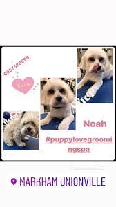 We did not find results for: Puppy Love Grooming Spa Posts Facebook