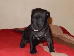 They are 8 weeks old and have been dewormed and have first. Black Pitbull Puppies For Sale Change Comin