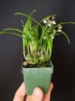 Image result for Polystachya epiphytica