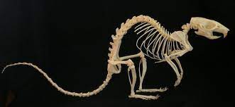 Squelette De Rat Rat Skeleton Rattus Norvegicus Animal Skeletons Skeleton Anatomy Animal Bones