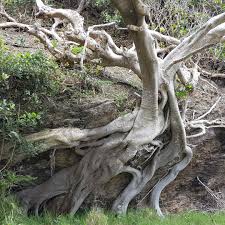 Image result for Ficus obliqua