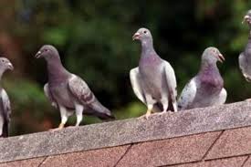 Register now and create a free account to access unlimited books, fast. The Darkening System Winning Pigeon Racing And Racing Pigeons Strategies Pigeon Insider