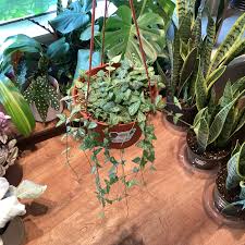 Image result for Ceropegia incana