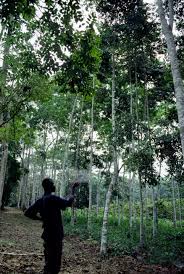 Image result for Nesogordonia