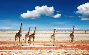 African landscape 5 photos · curated by pierre bamin African Landscape Wallpapers Top Free African Landscape Backgrounds Wallpaperaccess