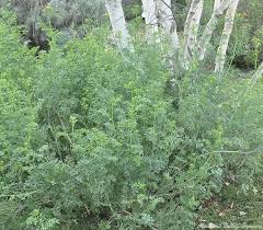 Image result for Ruta graveolens