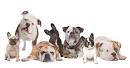 The Different Types of Bulldogs - BulldogGuide