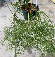 Image result for Rhipsalis