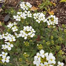 Image result for Arabis alpina