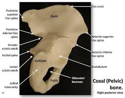 Coxal Pelvic Bone Posterior View With Labels Appendicular Skeleton Visual Atlas Page 18 Anatomy Flashcards Anatomy Bones Pelvis Anatomy