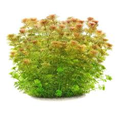 Image result for Limnophila crassifolia