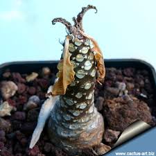 Image result for Dorstenia cuspidata