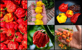 Dilengkapi dengan antara dua cili terpedas di atas muka bumi iaitu. Cili Paling Pedas Archives Manis Madu