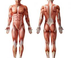 Want to learn more about it? Image Result For Torso Muscles Human Muscle Anatomy Body Anatomy Muscle Anatomy