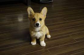 Our New Buddy Meet Winston A 12 Week Old Pembroke Corgi Pup Corgi Corgi Pembroke Corgi Puppy