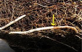 The best time to repot a bonsai is early in the spring, while trees are still dormant. Graham S Guide To Repotting Bonsai