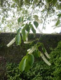 Image result for Prunus serotina