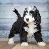 Poodle doodle recipe / labradoodle creator says the breed is his life s regret the new york see more ideas about poodle, standard poodle, poodle dog. 1