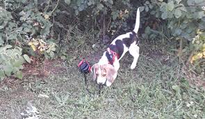 Unde dai şi unde crapă или долой сепаратизм. Unde Dai Si Unde Crapa Binele Tau Si A Altora Cmiroase A Bine Home Facebook