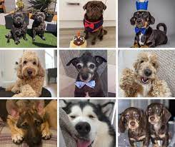 1 day ago · international dog day 2021: Dsjr1mghnqzdum