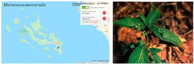 Image result for Vahlia digyna