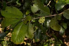 Image result for Turraea mombassana