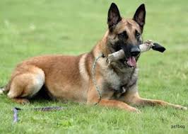 حقيبة الحيوانات معلومات شاملة عن كلب المالينو Malinois Belgian Malinois Dog Malinois Dog Malinois