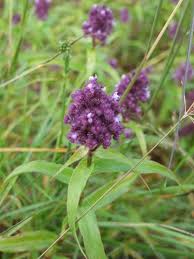 Image result for Floscopa