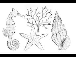 Nautical Sea Life Drawings How To Draw Starfish Coral Seahorse Seash Sea Creatures Drawing Starfish Drawing Sea Animals Drawings