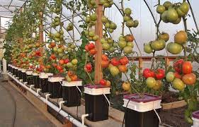 Cara merawat tanaman tomat yang baik. Artikel Budidaya Tanaman Tomat Hidroponik Aquaponics Tanaman Tomat Hidroponik