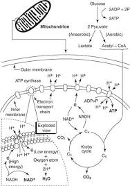 Study Guides Teaching Biology Biology Classroom Biology Lessons