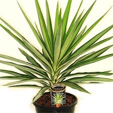 Find 200mm Yucca Elephantipes Silver Star At Bunnings Warehouse Visit Your Local Store For The Widest Range Of Garden Products Yucca Silver Stars Plants