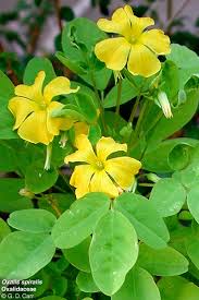 Image result for Oxalidaceae