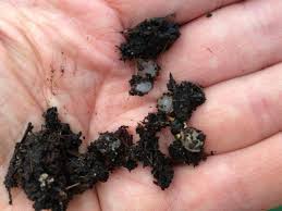 After eating your 1/2 grapefruit for breakfast, put it into your garden to make slug trap. Slugs Snails How To Get Rid Of Slugs And Snails In The Garden The Old Farmer S Almanac