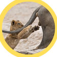 Are you looking for funny animal pictures with words? Funny Animals Channel Home Facebook