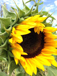 Check spelling or type a new query. Calhoun Flower Farms