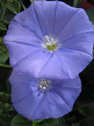 Convolvulus Mauritanicus Ground Morning Glory Morning Glory Natural Form Art Flowers
