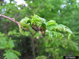 Image result for Tridactyle virgula