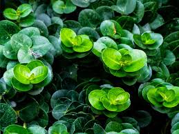 They are very popular houseplants, due to their attractive leaves and easy care. Ikea Himalayamix Plant Species Care Plant Index