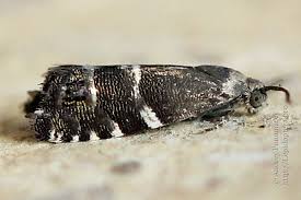 Image result for Cydia microgrammana