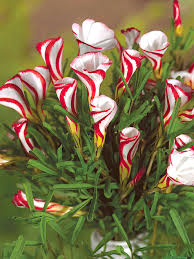 Image result for Oxalis purpurascens